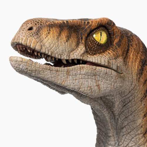 Male Velociraptor Jurassic Park Life-Size Bust by ECC