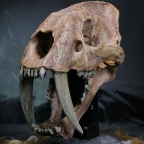 Smilodon Skull Fossil Wonders of the Wild Series Statue by Star Ace Toys