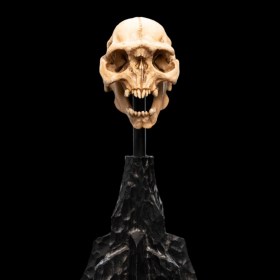 Skull of a Moria Orc Lord of the Rings Mini Statue by Weta Workshop