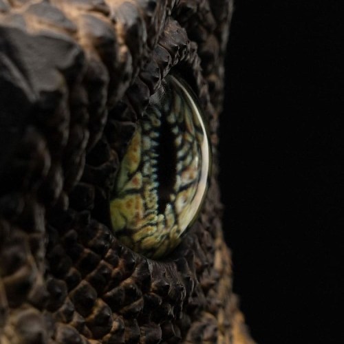 Velociraptor Eye Jurassic Park 1/1 Replica Bust by ECC