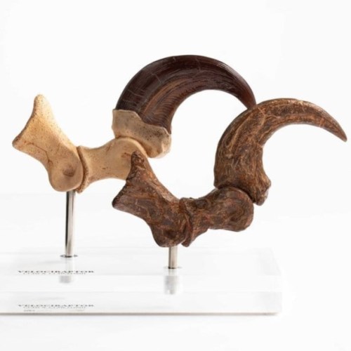 Velociraptor Foot Claw and Fossil Claw Set Jurassic Park Elite Creature Line Statue by ECC