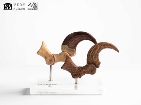 Velociraptor Foot Claw and Fossil Claw Set Jurassic Park Elite Creature Line Statue by ECC