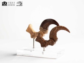 Velociraptor Foot Claw and Fossil Claw Set Jurassic Park Elite Creature Line Statue by ECC