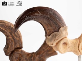 Velociraptor Foot Claw and Fossil Claw Set Jurassic Park Elite Creature Line Statue by ECC