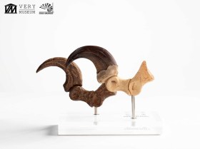 Velociraptor Foot Claw and Fossil Claw Set Jurassic Park Elite Creature Line Statue by ECC