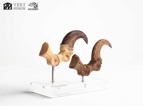 Velociraptor Foot Claw and Fossil Claw Set Jurassic Park Elite Creature Line Statue by ECC