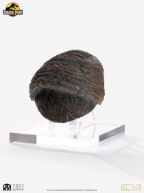 Triceratops Toenail Jurassic Park 1/1 Replica by ECC