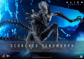 Scorched Xenomorph Alien Romulus 1/6 Action Figure by Hot Toys