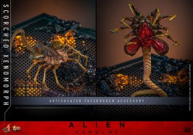 Scorched Xenomorph Alien Romulus 1/6 Action Figure by Hot Toys