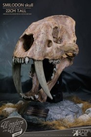 Smilodon Skull Fossil Wonders of the Wild Series Statue by Star Ace Toys