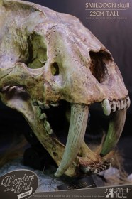 Smilodon Skull Fossil Wonders of the Wild Series Statue by Star Ace Toys