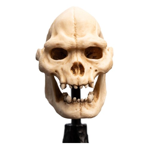 Skull of Lurtz Lord of the Rings Mini Statue by Weta